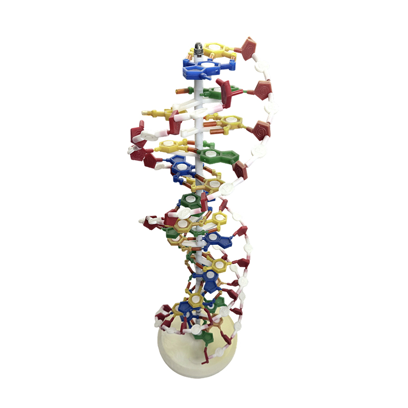 Model ADN, model ADN cu dublu helix, model medical cu dublu helix de culoare ADN