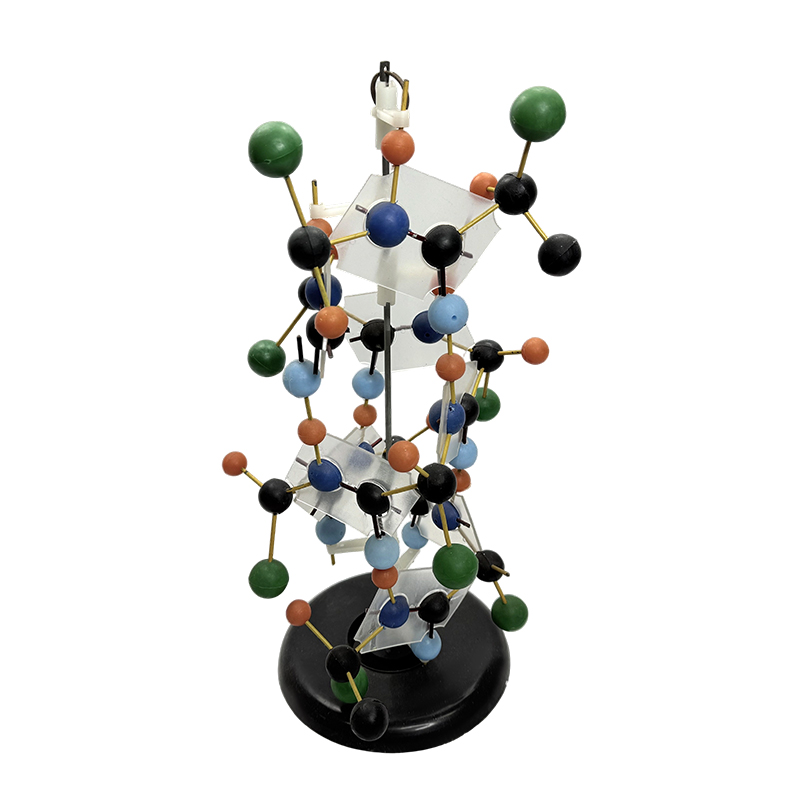 Echipament educațional Model structura ADN Model biologic 
