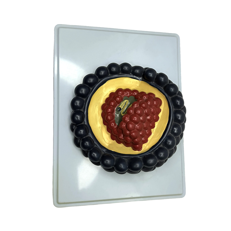 Model anatomic virus model anatomic biologic de gimnaziu pentru uz didactic