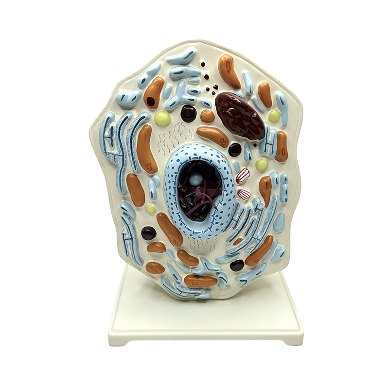 Model anatomic animal medical educational mareste model de celule animale