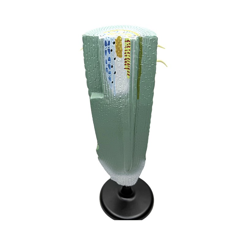 Echipament educațional model cutaway longitudinal rădăcină plantei/model anatomic model rădăcină plantei