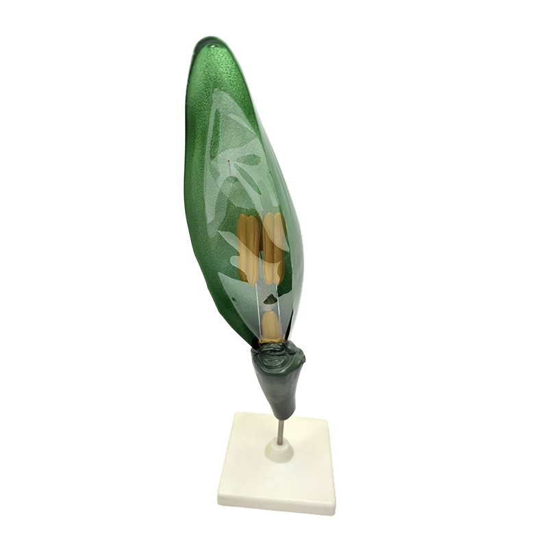 Model de predare a plantelor Model de floare de grau pentru predarea biologiei la gimnaziu si liceu