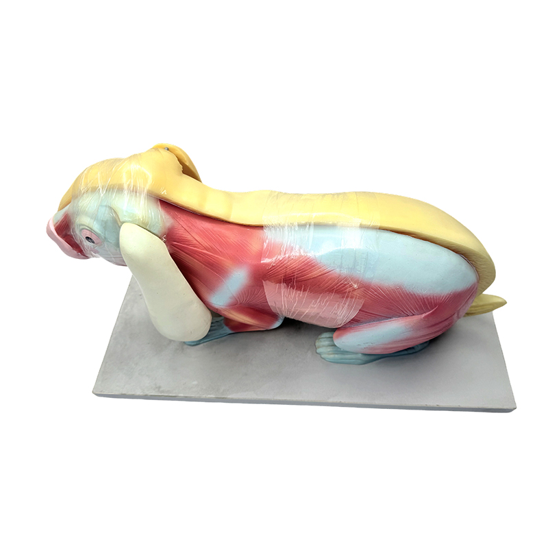 Model de predare biologie model de anatomie iepure
