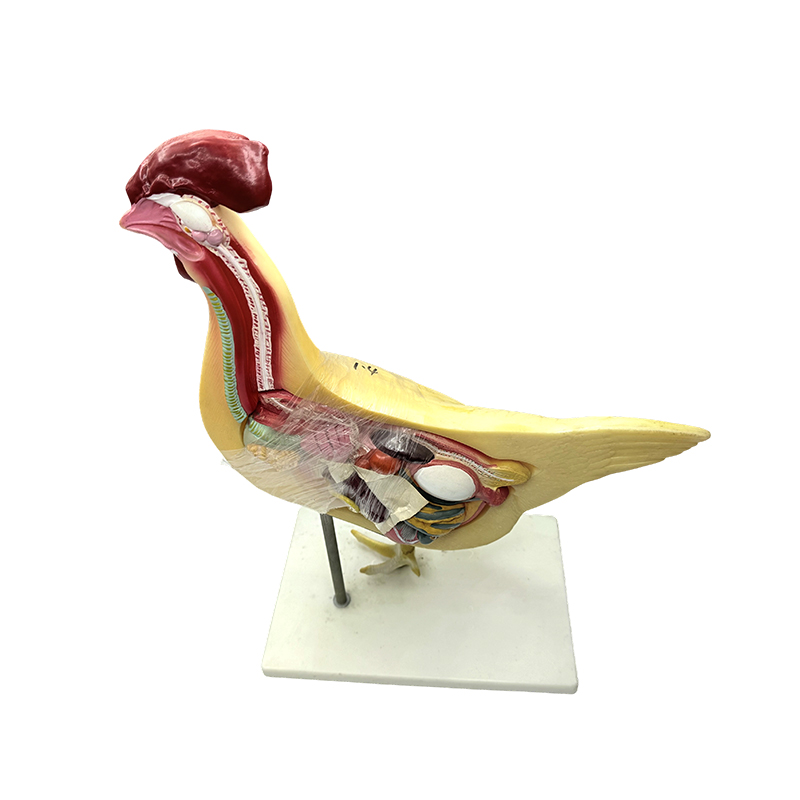 Model de pui natural universitar științe medicale biologie model de predare instrument de predare model de anatomie păsări de curte