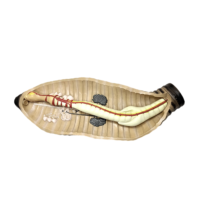 Instrument de predare a biologiei gimnaziului și liceului Model anatomic de râme