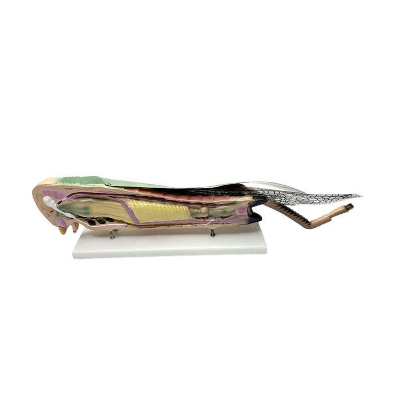 Model anatomic de lăcustă educațională științifică