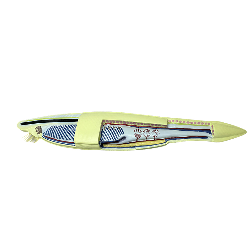 Model plastic amphioxus model de pește pentru model biologic