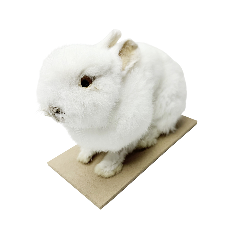 Model / specimen / știință de iepure