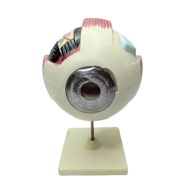 Model de ochi anatomie model de ochi instrument de învățare medicală 6x mărire model de anatomie de ochi