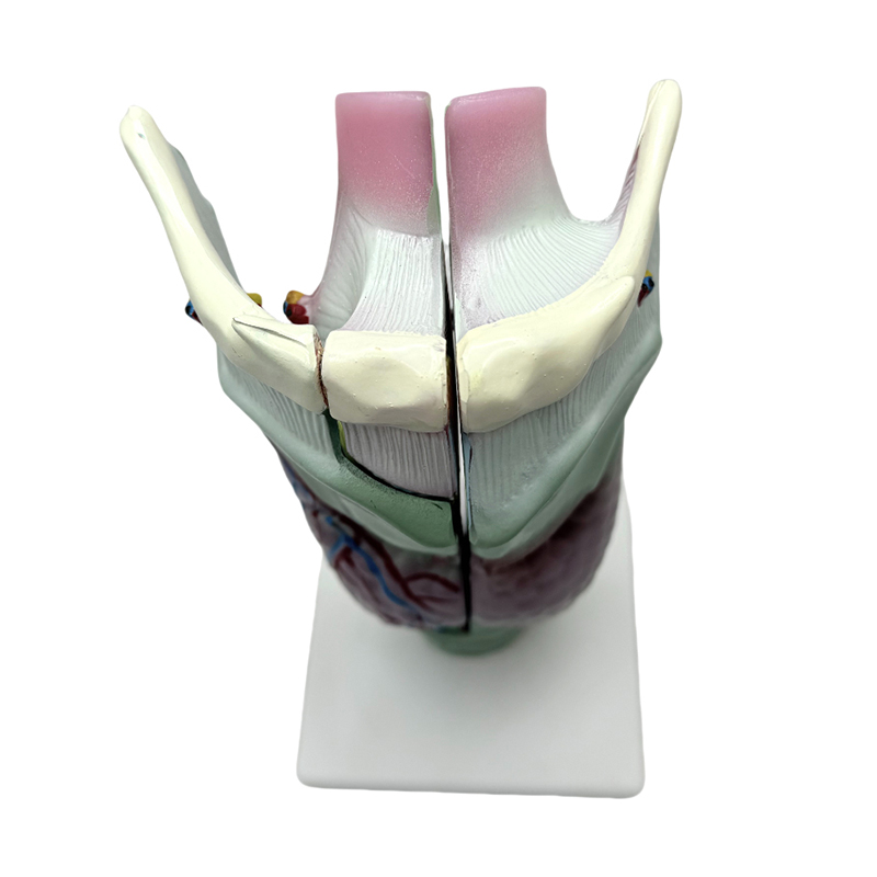 Model anatomic medical scoala si spital predare Model anatomic laringian