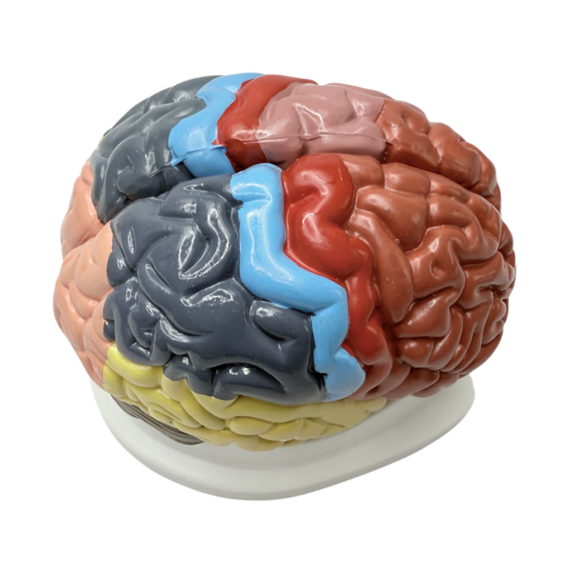 Mijloacele de predare color detașabile 1:1 afișează zone funcționale ale creierului, culori anatomice și modele de creier color