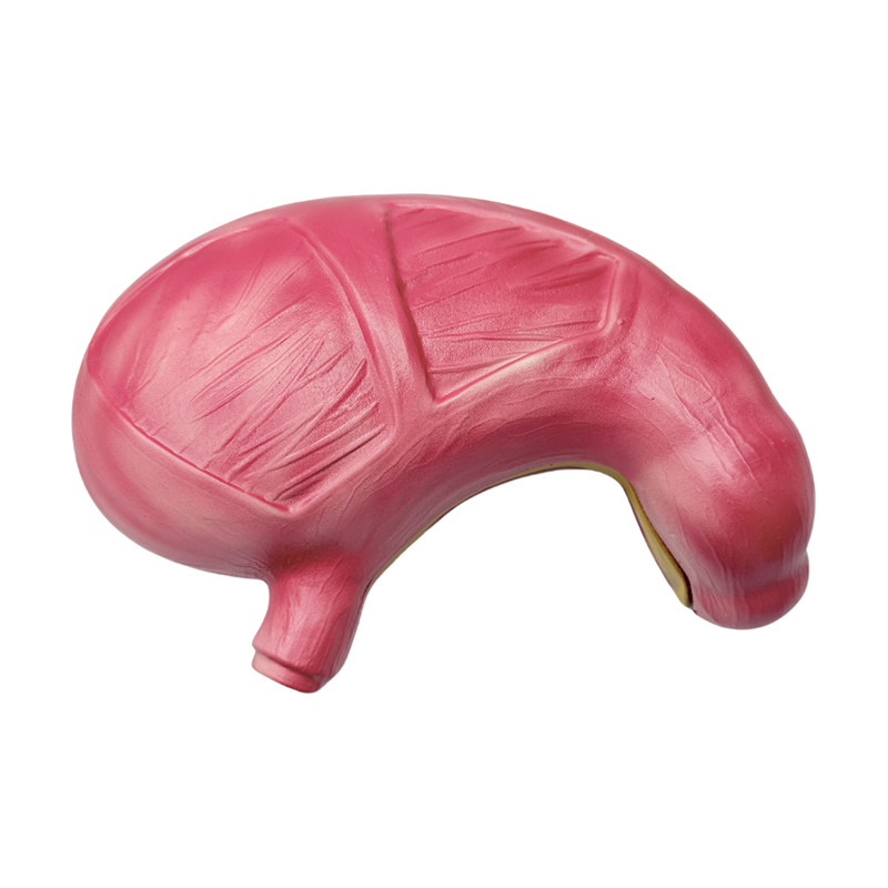 Model anatomic medical de organe ale sistemului digestiv uman anatomic stomac