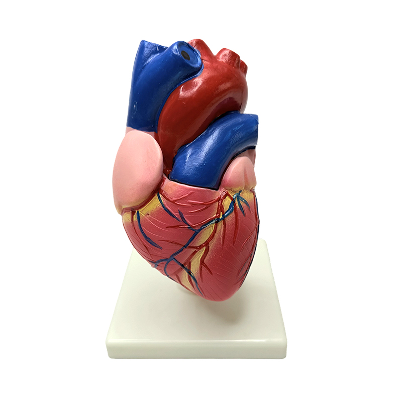 Anatomie organele corpului uman dimensiunea naturală model de structură a inimii