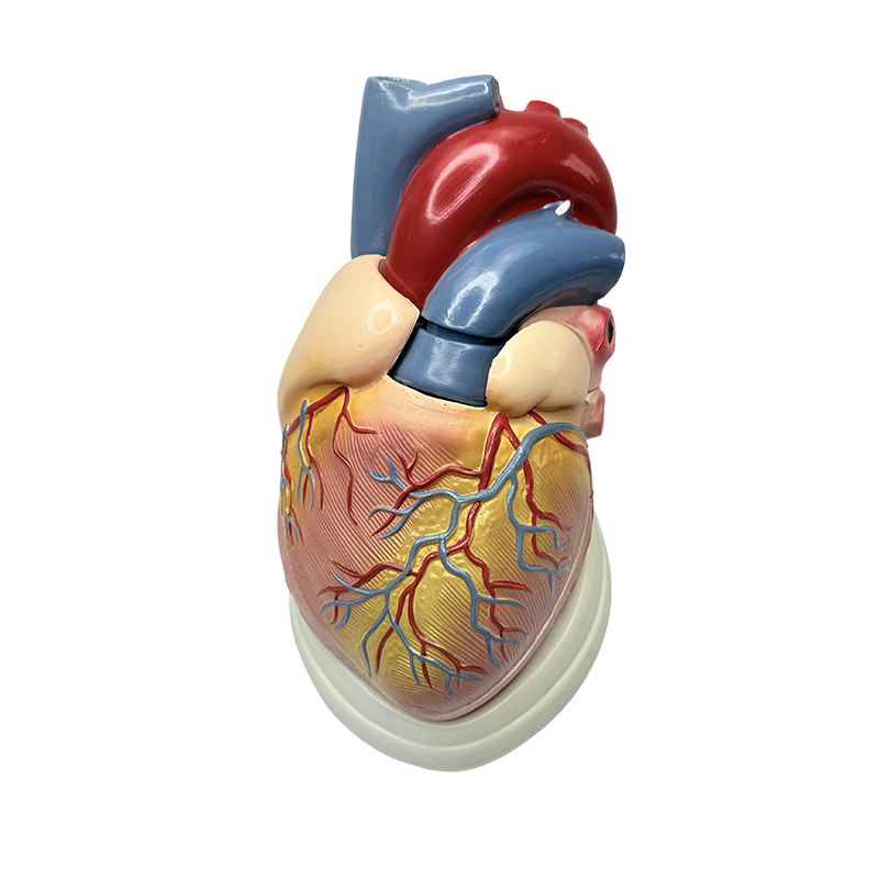 Predarea științelor medicale model de anatomie 3X model de inimă umană