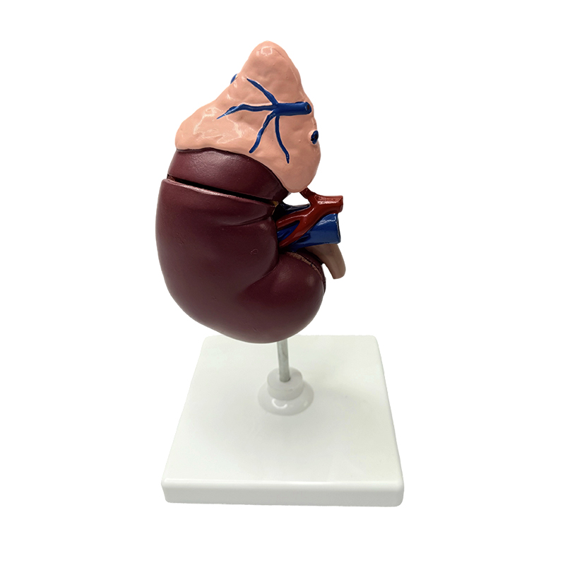 Modele renale și suprarenale model anatomic al corpului uman model medical predare anatomică