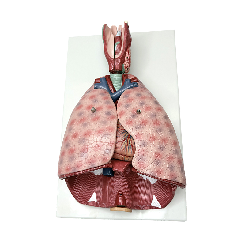 Model de anatomie pulmonară cu laringe (7 părți) model medical uman de predare model anatomic uman