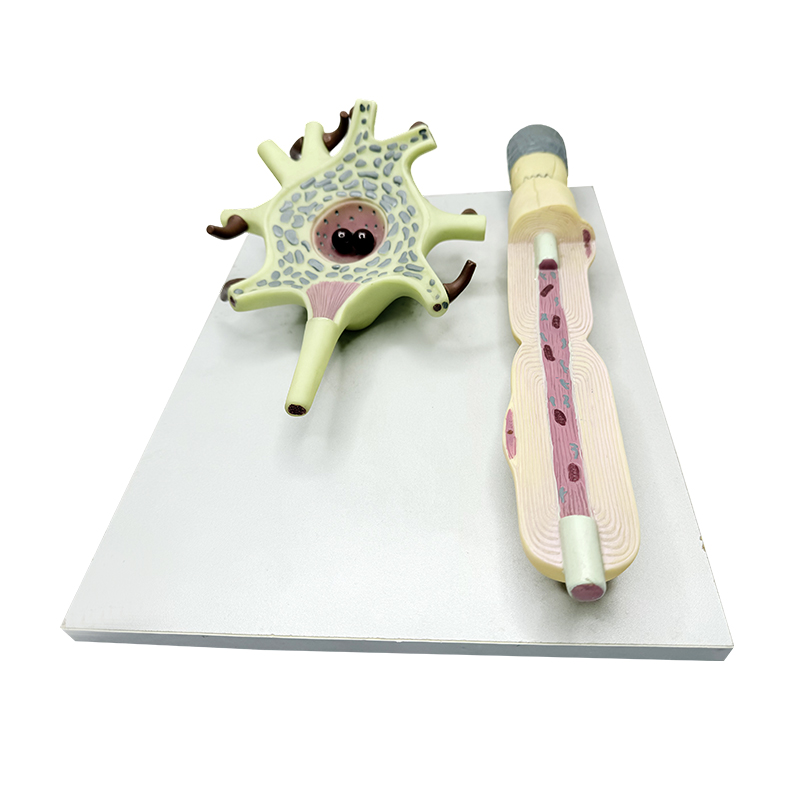 Model anatomic de neuron motor uman mărit în știința medicală pentru predare