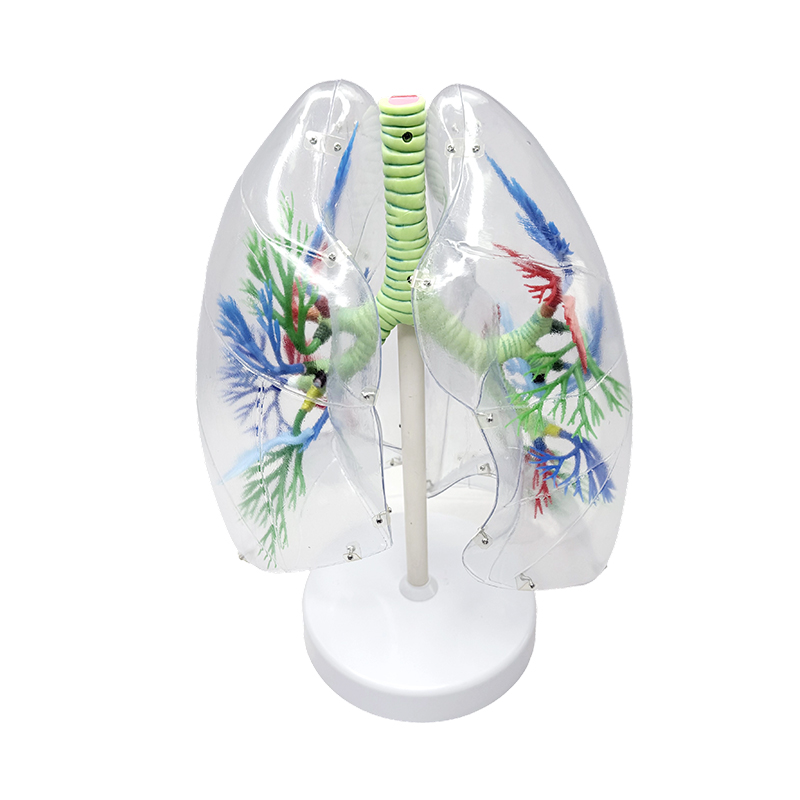 Model pulmonar uman mărit model pulmonar anatomic segmentar uman organe respiratorii umane modele anatomice transparente
