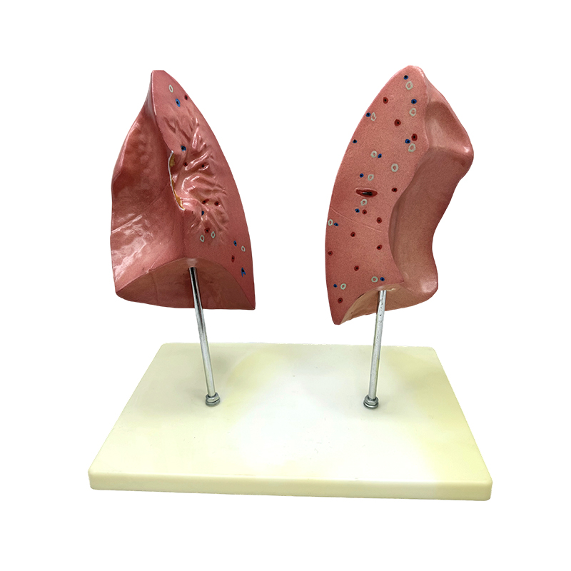 Model biologic de predare modelul plămânilor stângi și drepti model anatomic al plămânului viscerului uman