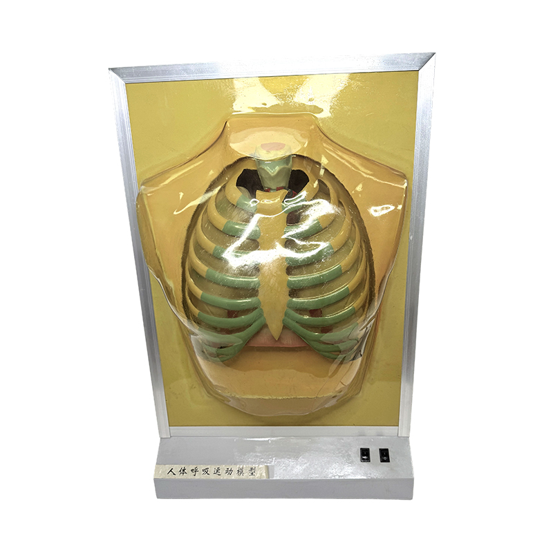Echipament didactic model de organ uman model anatomie pulmonară ajutoare didactice medicale simulator de mișcare respiratorie