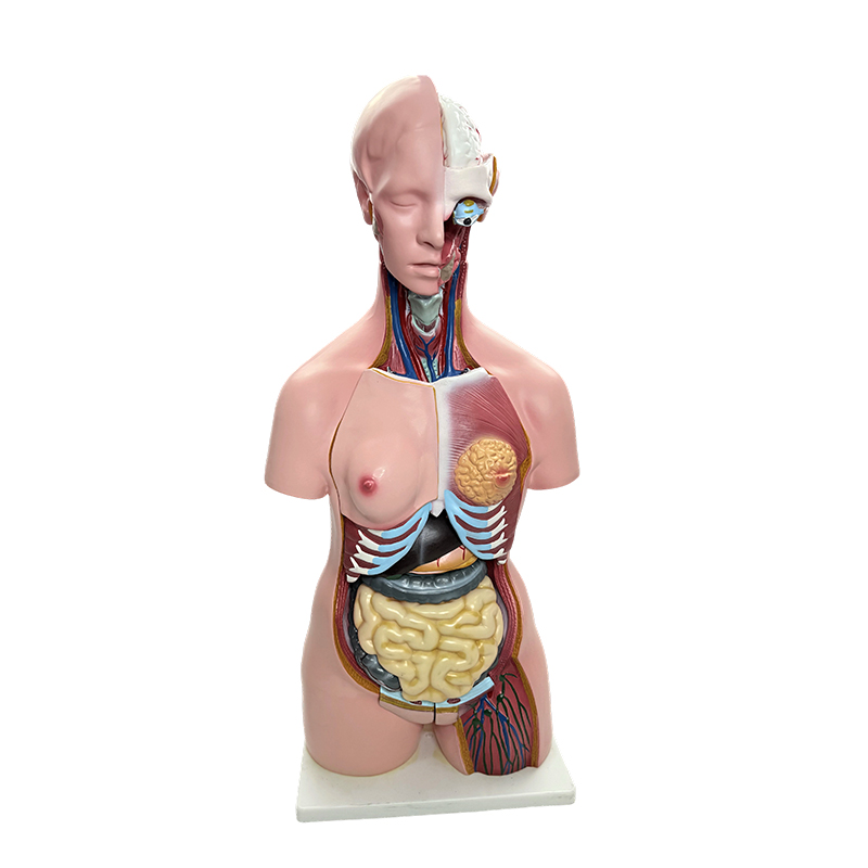 Demonstrarea genului corpului uman, simularea modelului trunchiului de organe umane, predare anatomie medicală de 85 cm