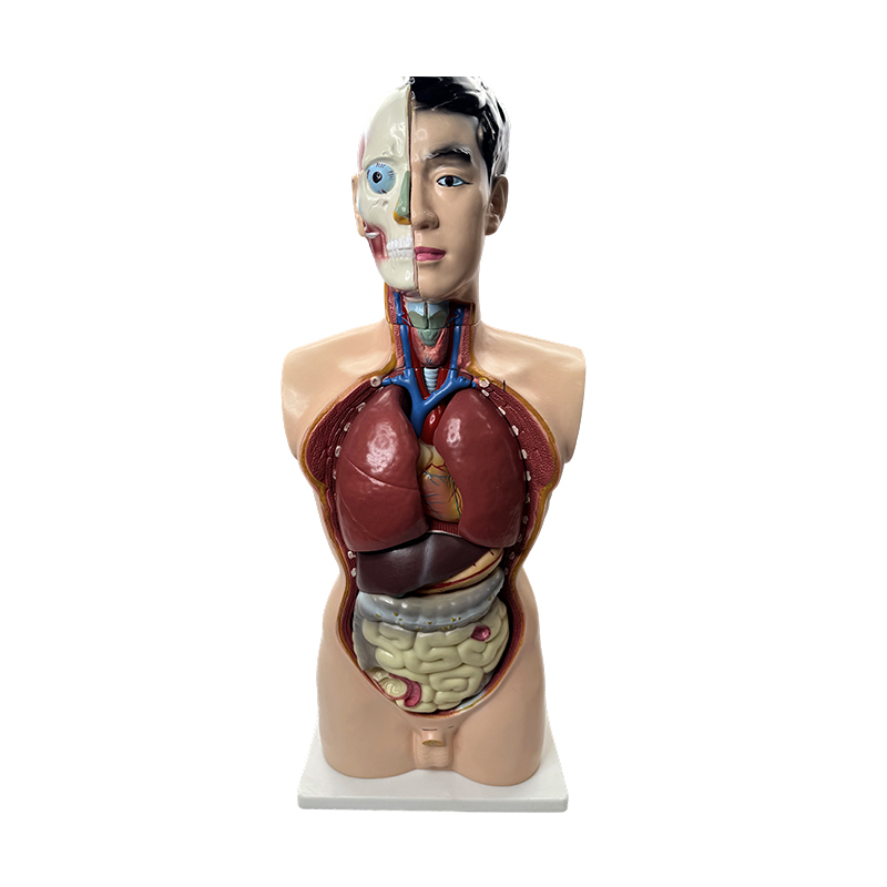 Model de anatomie medicala 85cm model tors masculin
