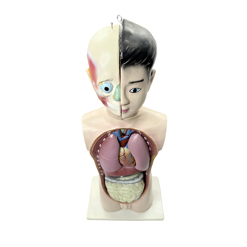 Model de trunchi de jumătate de corp uman adolescent 65cm model de trunchi anatomic de biologie medicală