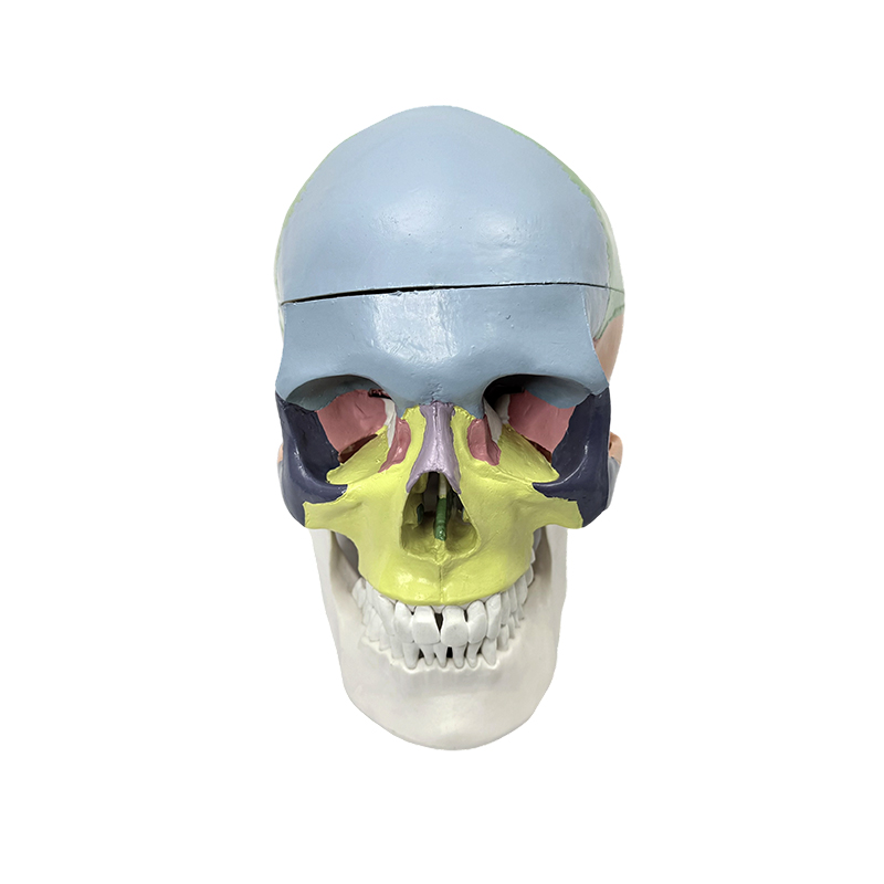 Model de craniu uman colorat, model de anatomie a craniului în mărime naturală