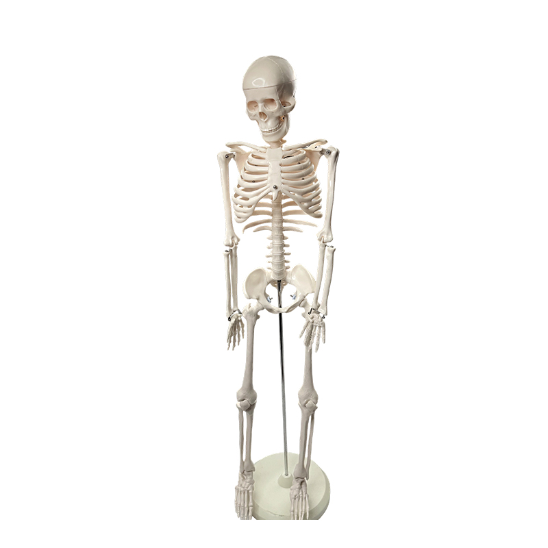Model de schelet uman 85 cm