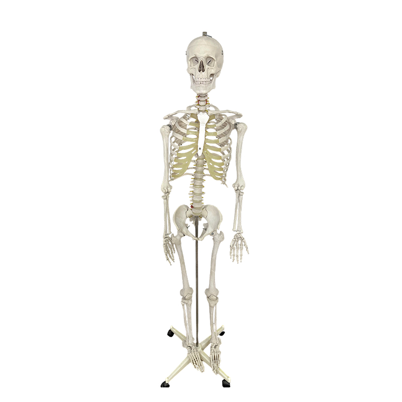 Model de schelet uman 170 cm