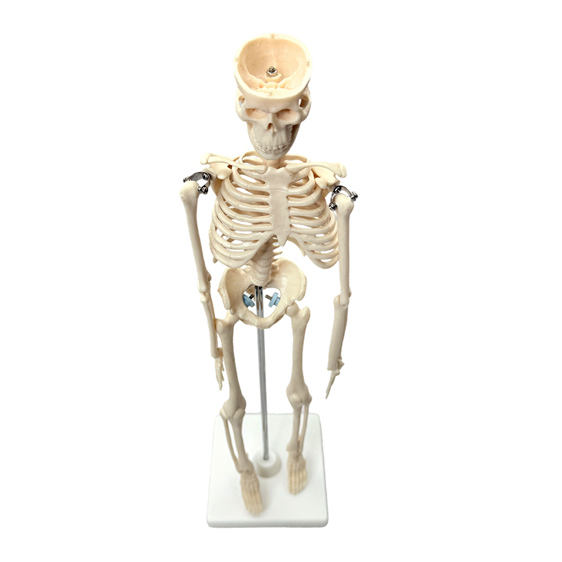 Model de schelet uman 42 cm