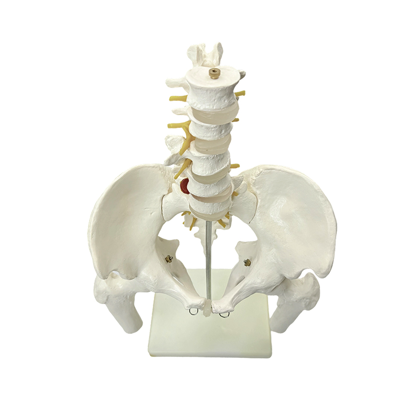 Predarea medicală a modelului de anatomie a osului pelvin uman
