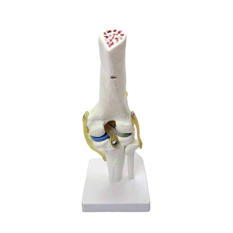 Model anatomic model de anatomie genunchi mare natural model articulatie genunchi
