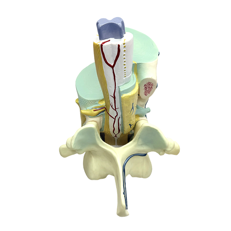 Model de predare biomedicală Modele parțiale spinale și vertebrale