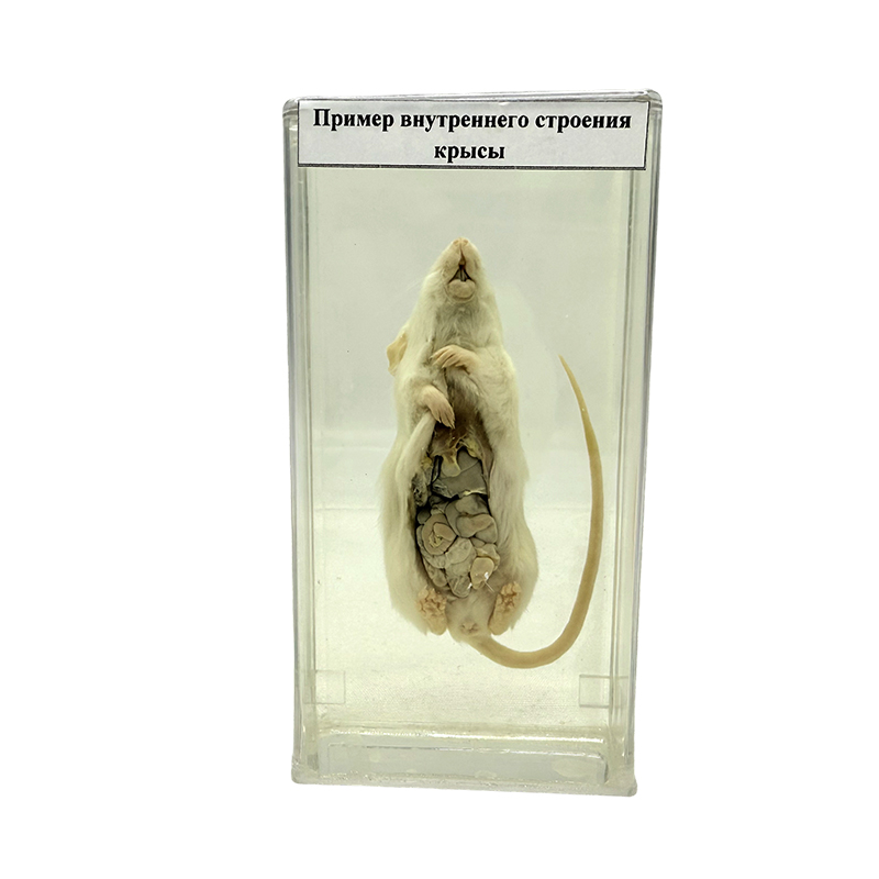 Exemplar anatomic de șobolan