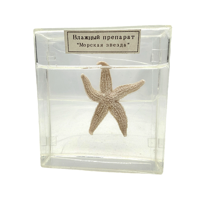 Exemplar biologic de stea de mare