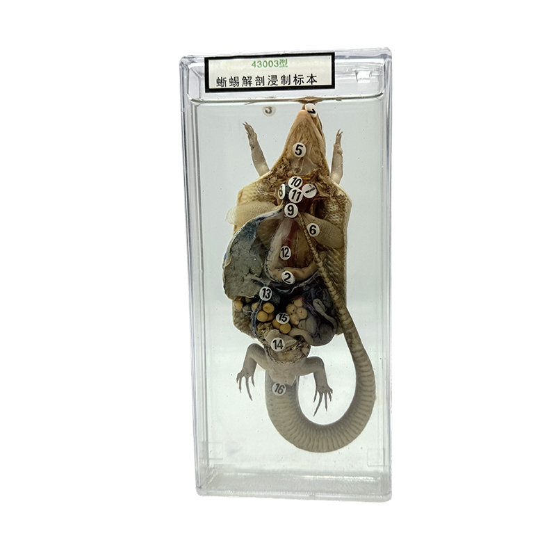 Exemplare de anatomie animale expuse în predarea școlii, specimene de anatomie de șopârlă