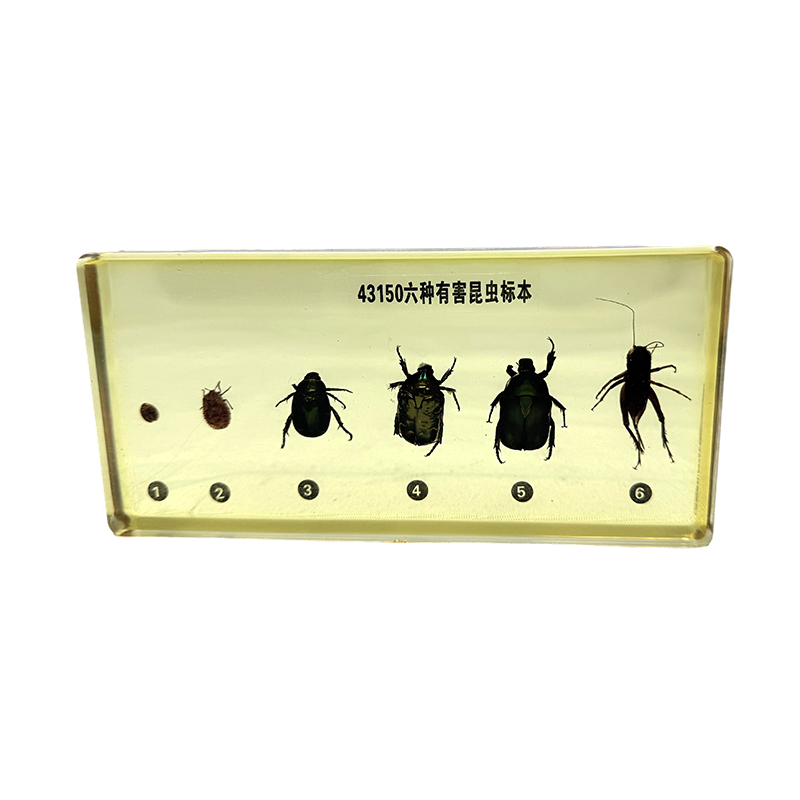 Exemplare de insecte (dăunători) utilizate pentru educația școlară