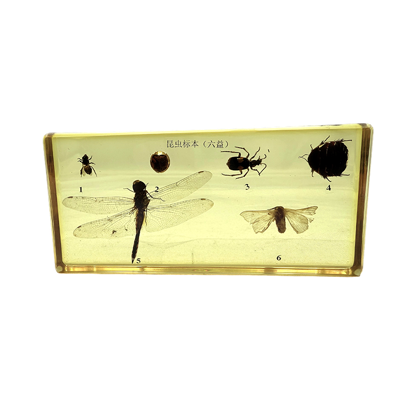 Exemplare de insecte (insecte benefice) folosite pentru educația școlară